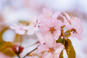 Cluster of pink sakura flowers