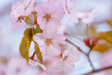 Cluster of pink sakura flowers