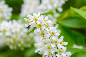 Obraz na płótnie Canvas White fragrant flowers of the bird cherry tree