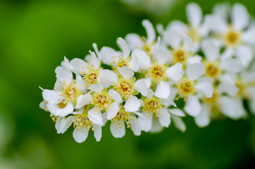 Fototapeta na wymiar White fragrant flowers of the bird cherry tree