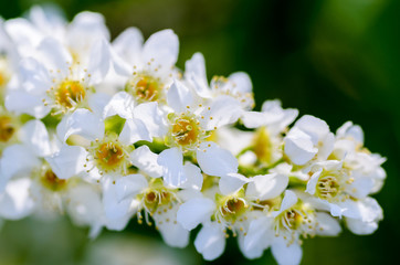 Obraz na płótnie Canvas White fragrant flowers of the bird cherry tree