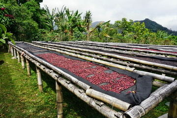 Kaffeebohnen aus Boquete Panama