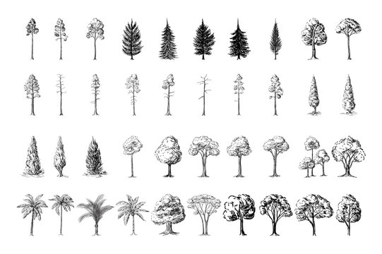 Silhoutte of trees on a white background