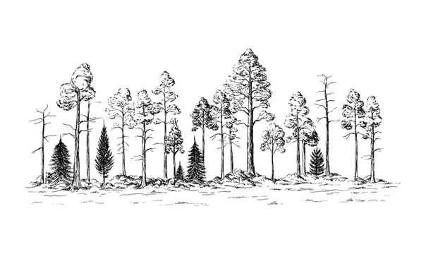 Forest Pine Tall Ship Pine Stock Illustration - Download Image Now - Redwood  Forest, Vector, Drawing - Art Product - iStock