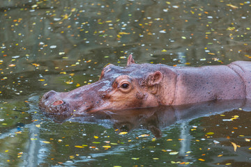 Hippo