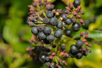 Beerenfrüchte des Efeu