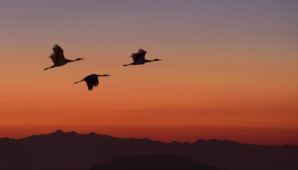 Fototapeta na wymiar Birds Flying Over the Mountain