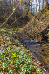 forest stream in spring