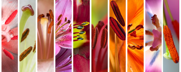 Set of macro stamens of blooming lilies