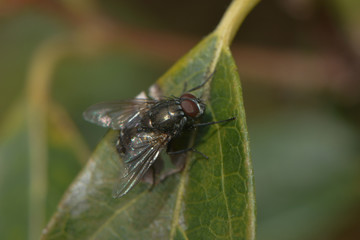 Kleine Fliege auf einem Blatt