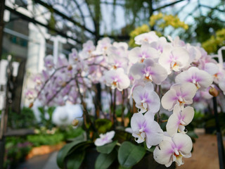 Closeup of white and purple orchid in the greenhouse