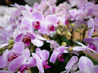 Naklejka na ściany i meble Closeup of white and purple orchid in the greenhouse