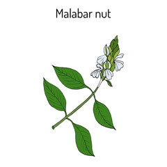 Malabar nut Justicia adhatoda , or adulsa, adhatoda, vasa, or vasaka, medicinal plant