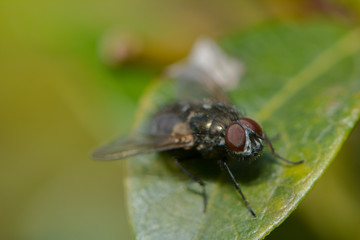 Kleine Fliege auf einem Blatt