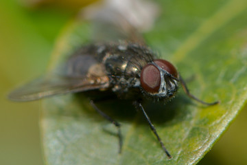 Kleine Fliege auf einem Blatt