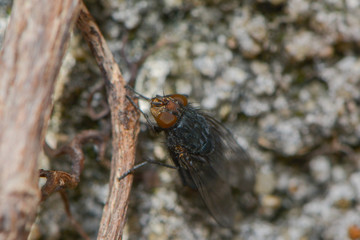 Fliegenmakro