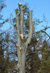 Tree pruning.  Cutting tree branches.