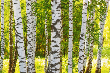 summer in sunny birch forest