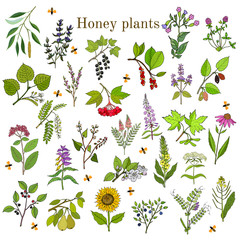 Plants - nectar sources for honey bees