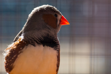 Bengalino Diamantino