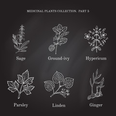Vintage collection of hand drawn medical herbs and plants sage, ground-ivy, hypericum, parsley, linden, ginger