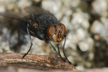 Fliegenmakro © nounours1