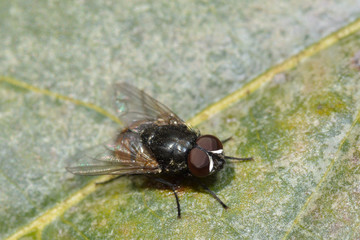 Kleine Fliege auf einem Blatt