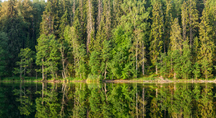 Morning at a summer forest lake
