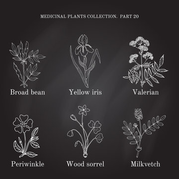 Vintage Collection Of Hand Drawn Medical Herbs And Plants, Broad Bean, Yellow Iris, Valerian, Periwinkle, Wood Sorrel, Milkvetch