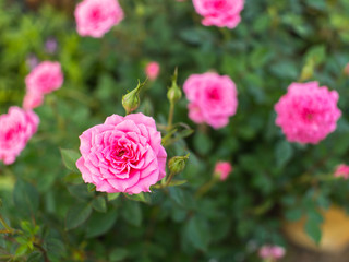 Pink Rose Blooming