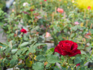 Obraz premium Red Rose in The Field
