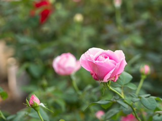 Pink Roses in The Field
