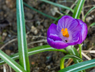 crocus