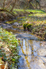 forest stream in spring