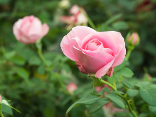 Pink Roses in The Field