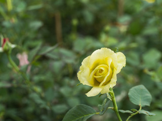 Yellow Rose in The Field