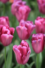 Purple tulips in Netherlands