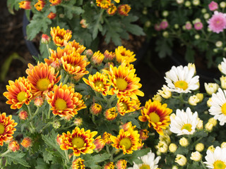 Yellow Red Chrysanthemum bloom