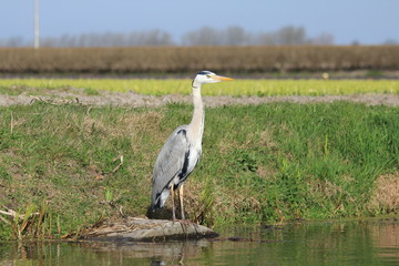 Grey heron in Netherlands