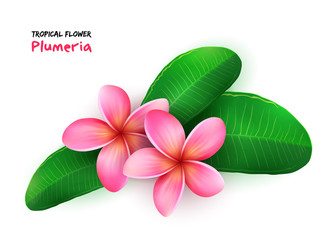 vector illustration of isolated realistic tropical blooming plumeria flower with leaves - obrazy, fototapety, plakaty