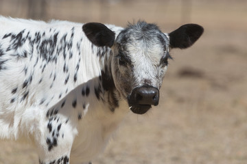 Speckle Park Calf