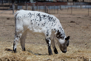 Speckle Park Calf