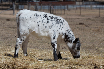 Speckle Park Calf