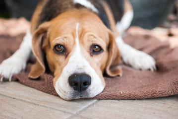 sad beagle dog lying on a ground