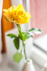 yellow roses in a vase