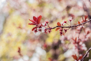 pink flowers blossom on a tree