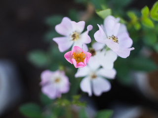 Obraz na płótnie Canvas Pink Flower in White Flowers Embrace