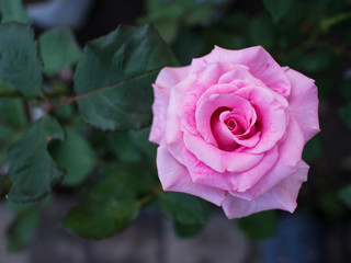 Pink Rose Blooming