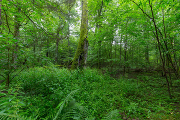 Natural deciduous stand of Bialowieza Forest