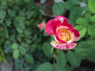 Pink White Rose Blooming